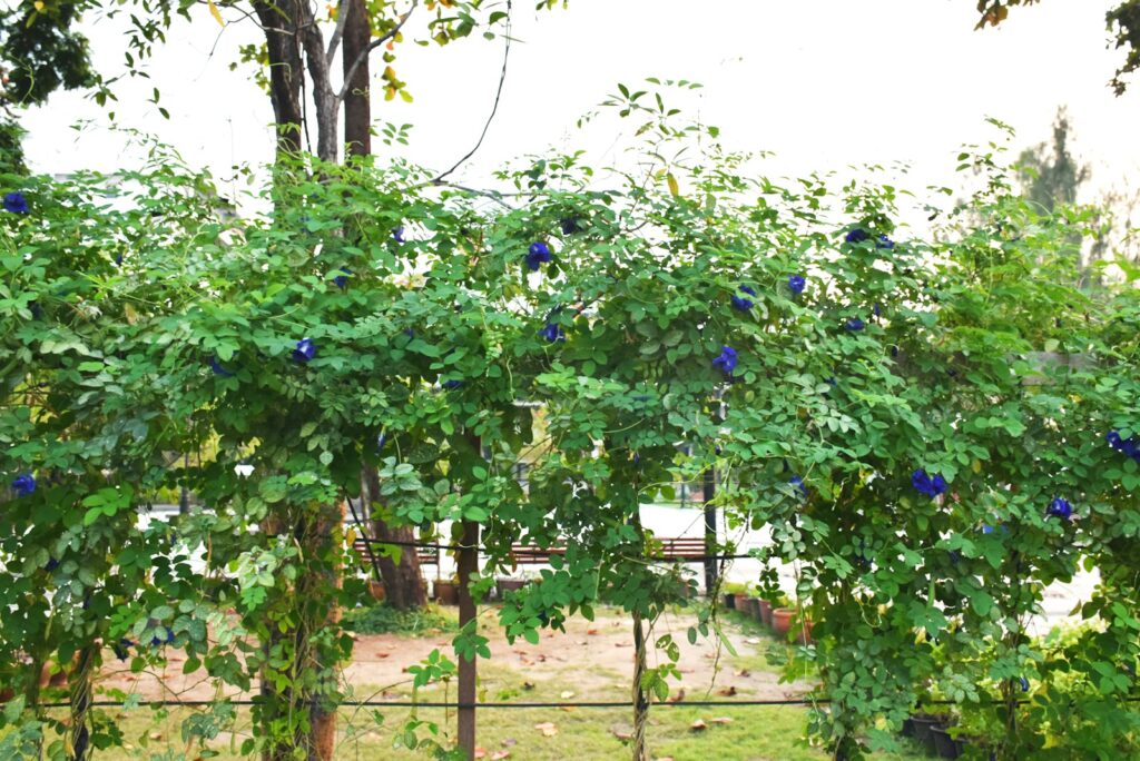 A fence with a bunch of blue flowers on it.