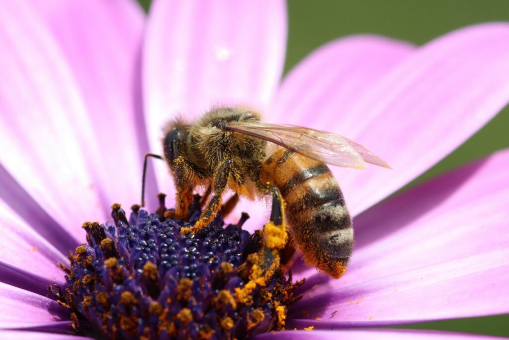 Honeybee perched on purple flower in close up photography during daytime