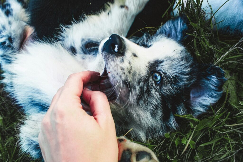 White and black Siberian husky puppy lying on green grass